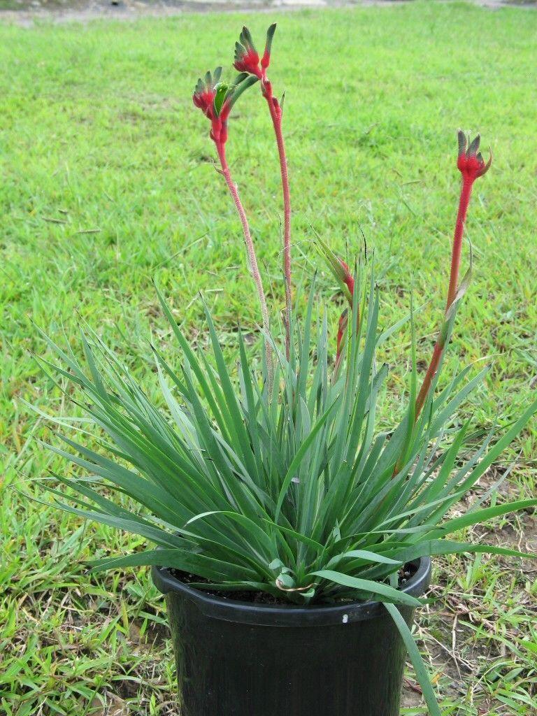 10 Red and Green Kangaroo Paw Seeds - Seed World