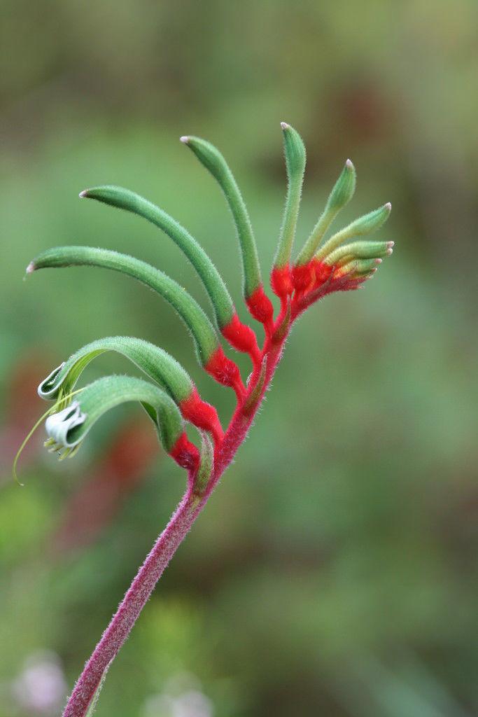 10 Red and Green Kangaroo Paw Seeds - Seed World