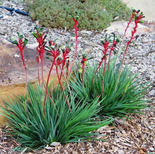 10 Red and Green Kangaroo Paw Seeds - Seed World