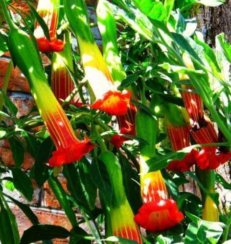 10 Red Angel Trumpet Seeds - Seed World
