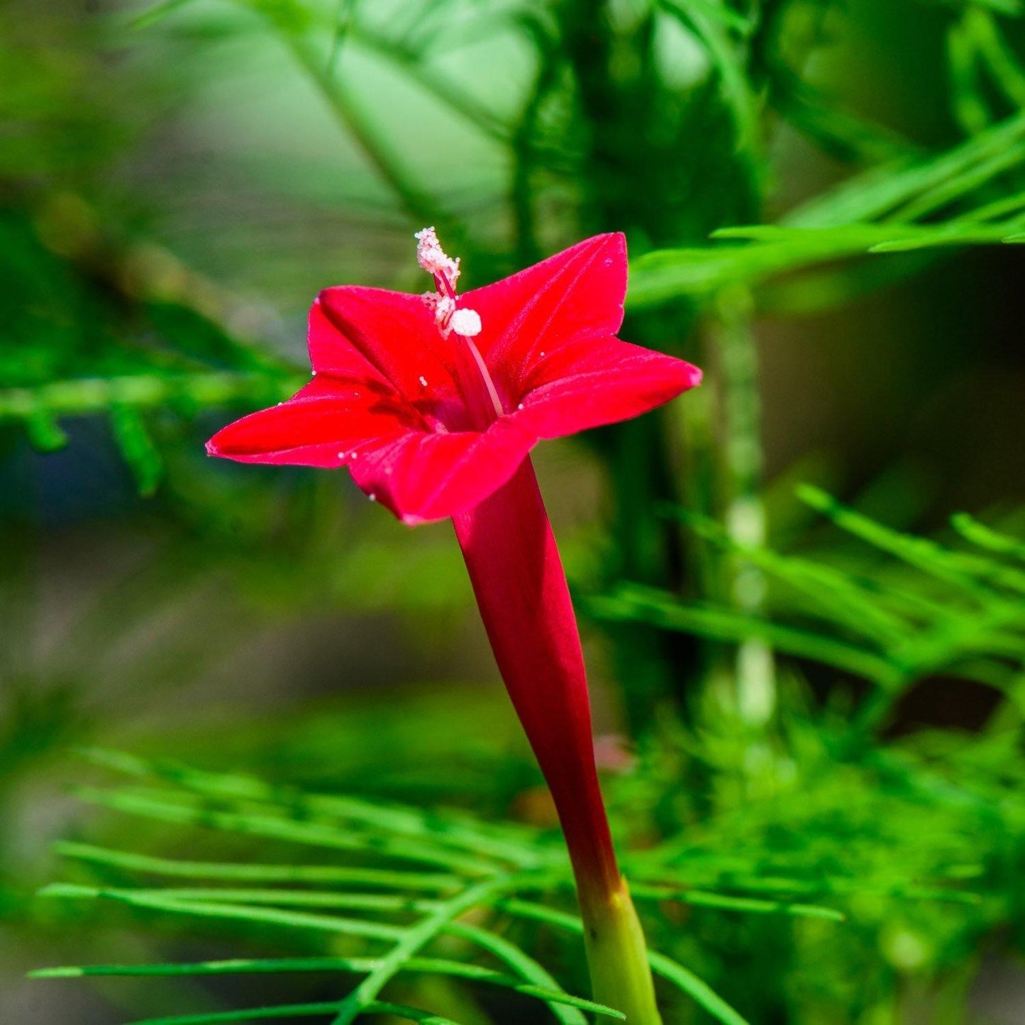 10 Red Cypress Vine Seeds - Seed World