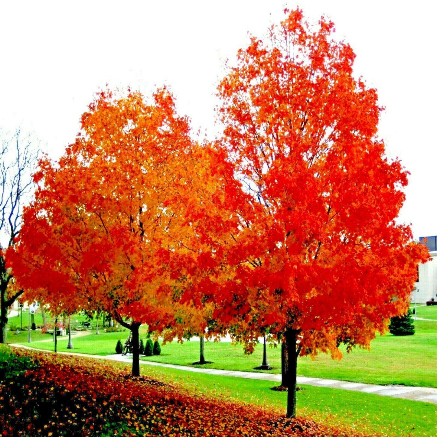 10 Red Sunset Japanese Maple (Acer Rubrum) Tree Seeds - Seed World