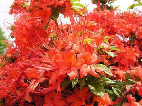 10 Rhododendron Cumberlandense Azalea Seeds - Seed World