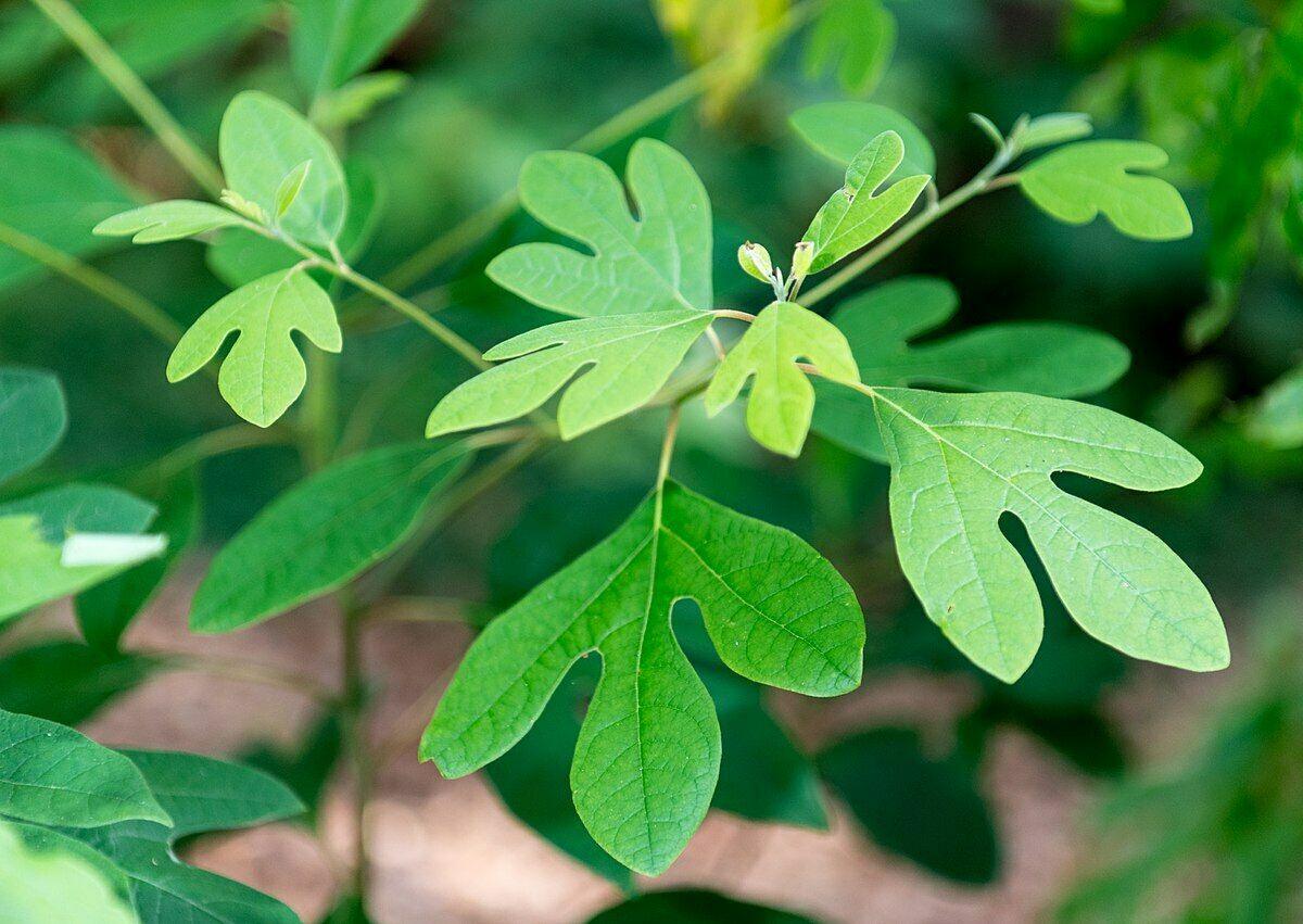 10 Sassafras (Sassafras albidum) Tree Seeds - Seed World