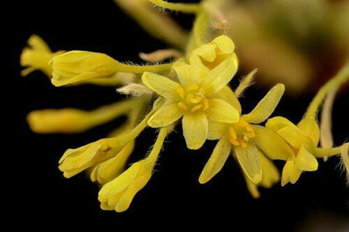 10 Sassafras (Sassafras albidum) Tree Seeds - Seed World