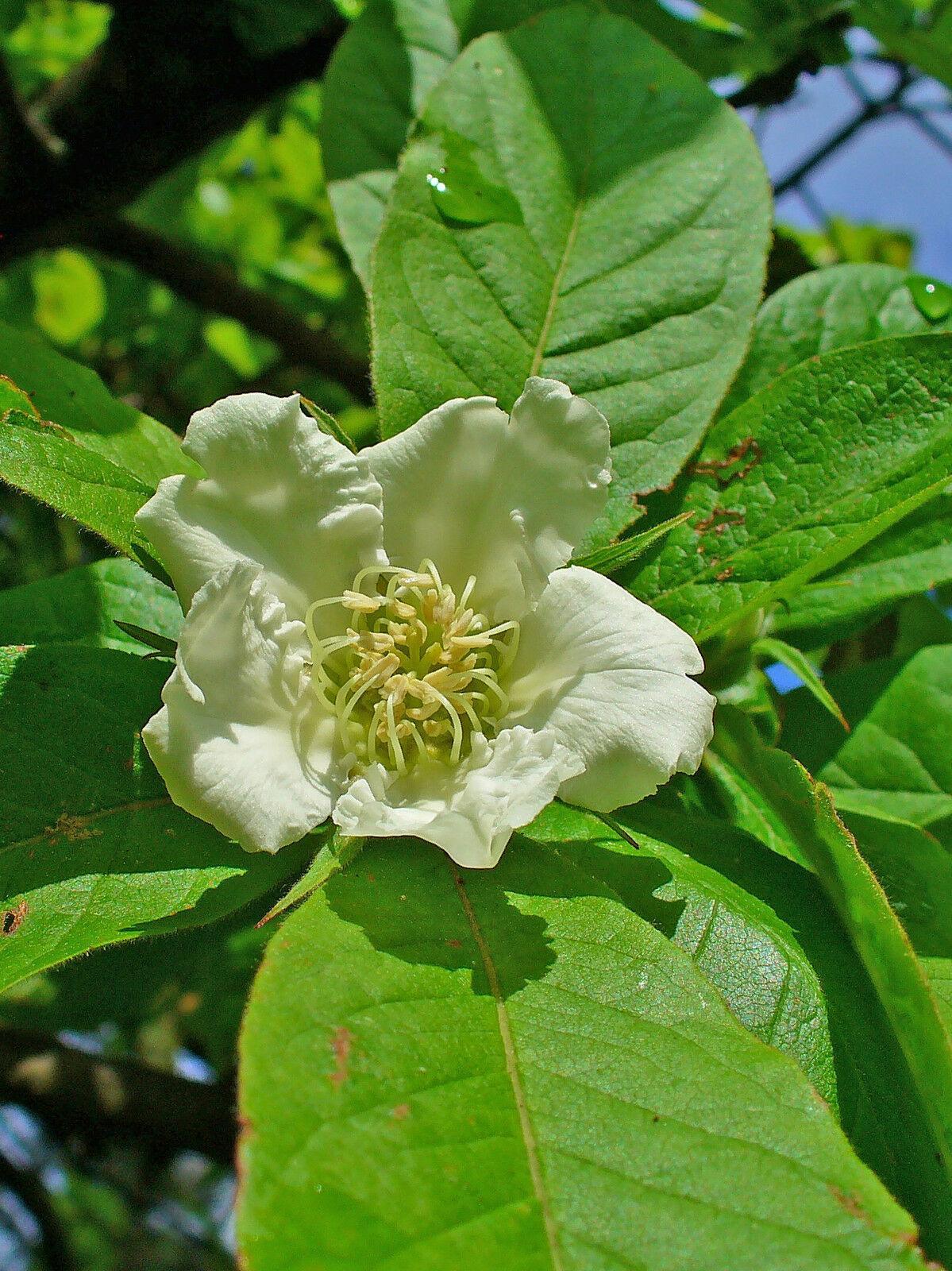 10 Showy Mespilus - Medlar (Mespilus Germanica) Seeds - Seed World