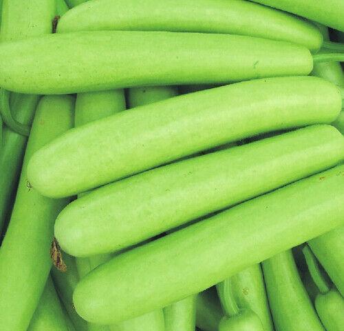 Heirloom Calabash Bottle Gourd Seeds - 10 Seeds, Non-GMO, Fast Growing Vine