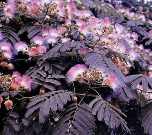 Summer Chocolate Mimosa Tree Seeds – Rare Albizia julibrissin