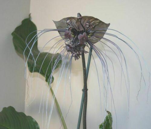 10 Tacca Chantrieri Seeds | the Greenhouse Black Bat Plant Tropical - Seed World