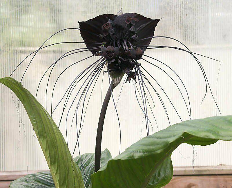 10 Tacca Chantrieri Seeds | the Greenhouse Black Bat Plant Tropical - Seed World