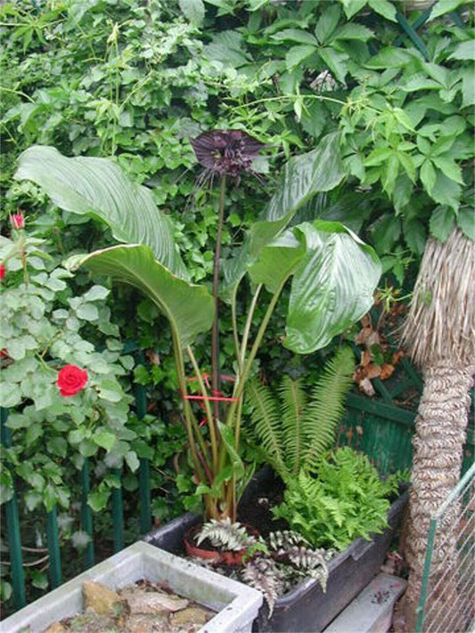10 Tacca Chantrieri Seeds | the Greenhouse Black Bat Plant Tropical - Seed World