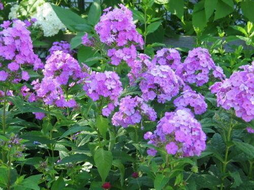 10 Tall Purple Phlox Seeds - Seed World