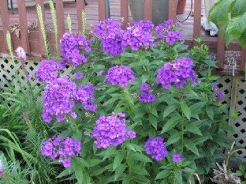 10 Tall Purple Phlox Seeds - Seed World