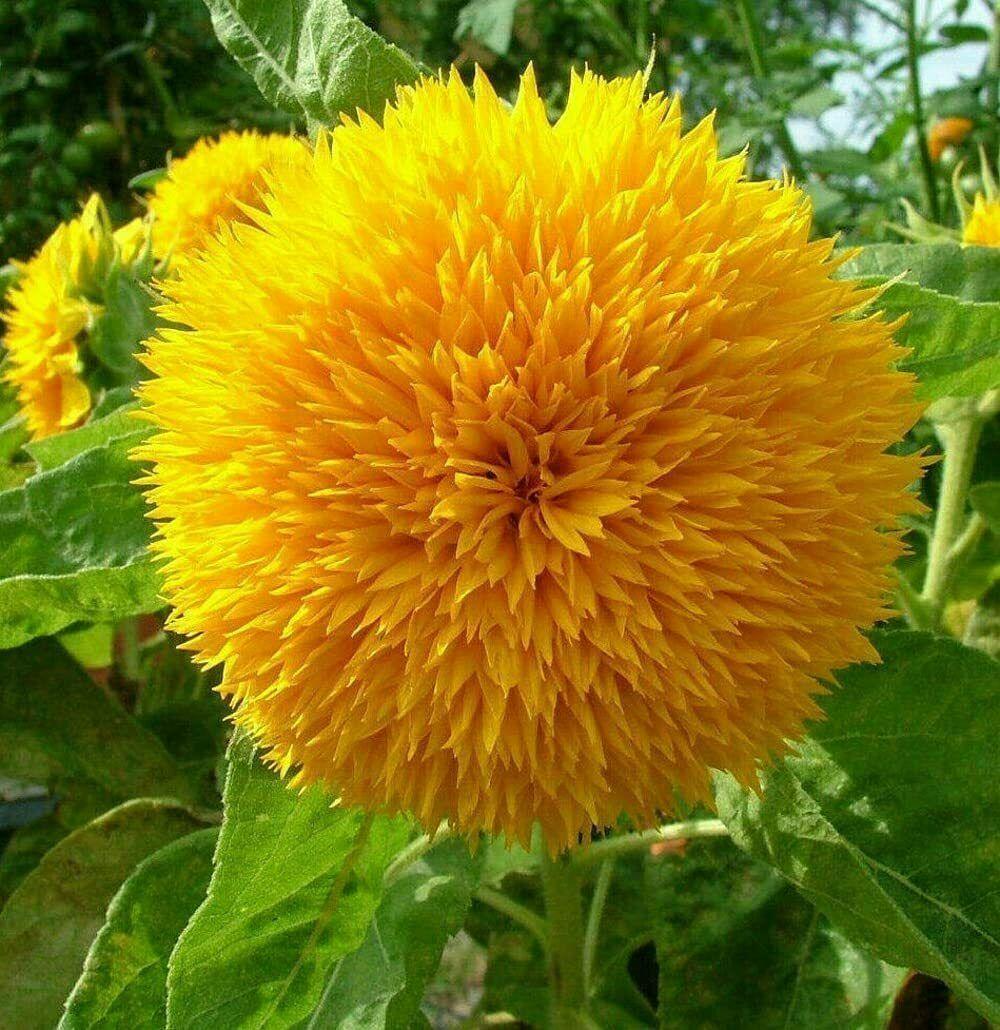 10 Teddy Bear Sunflower Seeds - Seed World