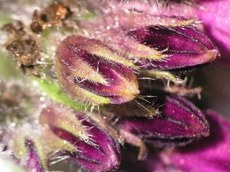 10 True Comfrey Seeds - Seed World