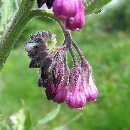 10 True Comfrey Seeds - Seed World