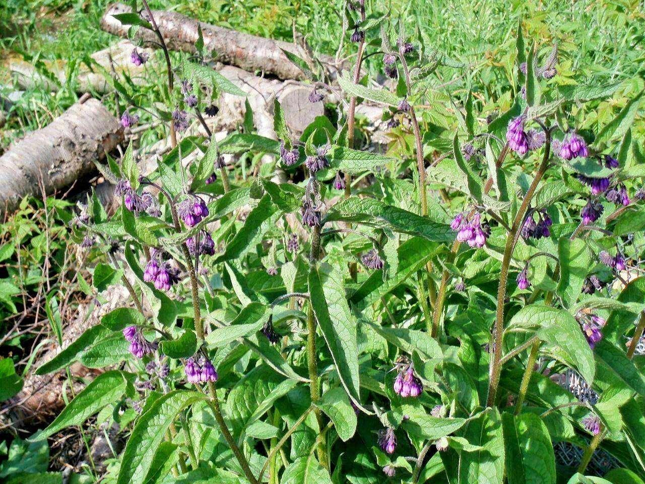 10 True Comfrey Seeds - Seed World