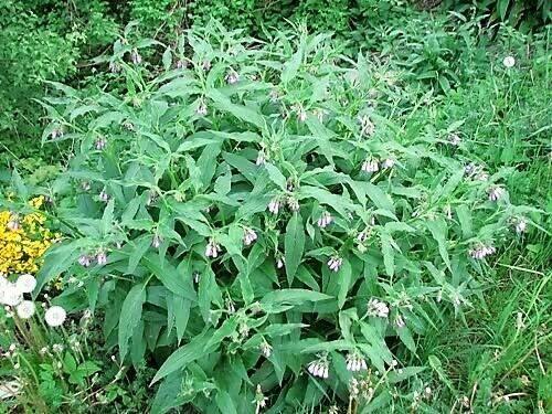 10 True Comfrey Seeds - Seed World