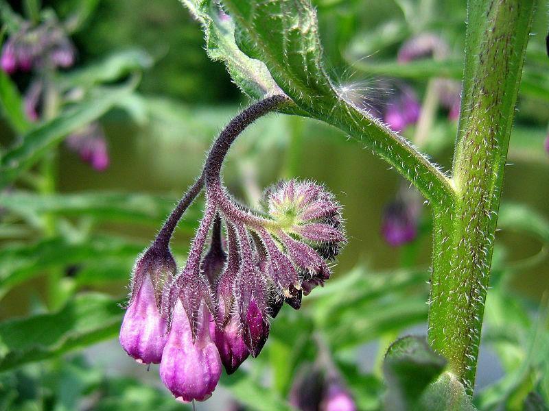 10 True Comfrey Seeds - Seed World