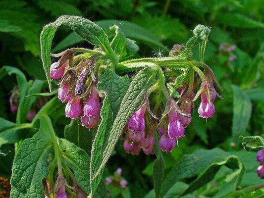 10 True Comfrey Seeds - Seed World