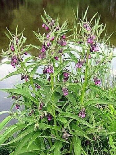 10 True Comfrey Seeds - Seed World