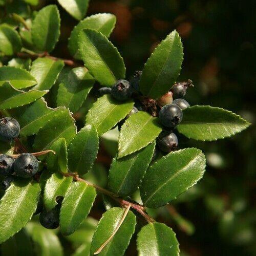 10 Vaccinium Ovatum Huckleberry Shrub Seeds - Seed World
