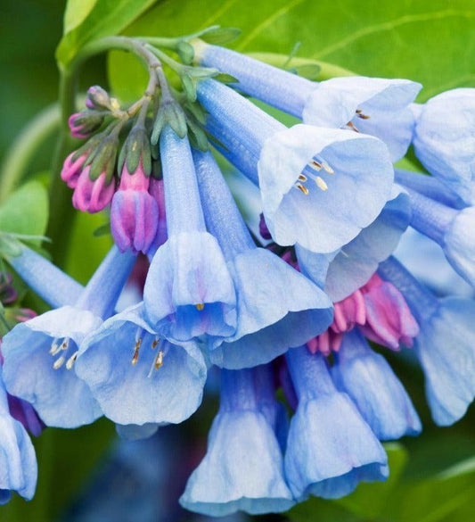 10 Virginia Bluebells Seeds - Seed World