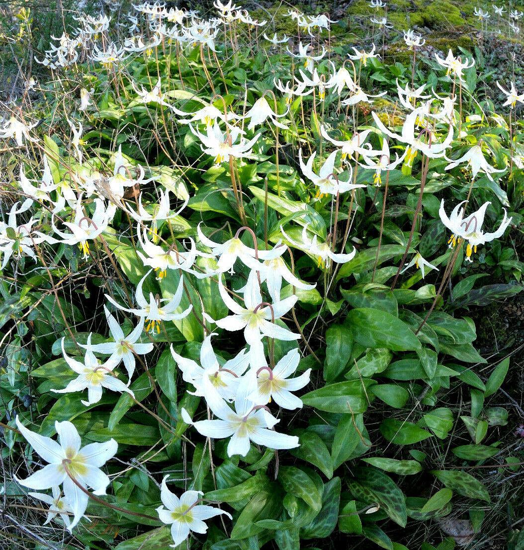 10 White Avalanche Lily Seeds - Seed World