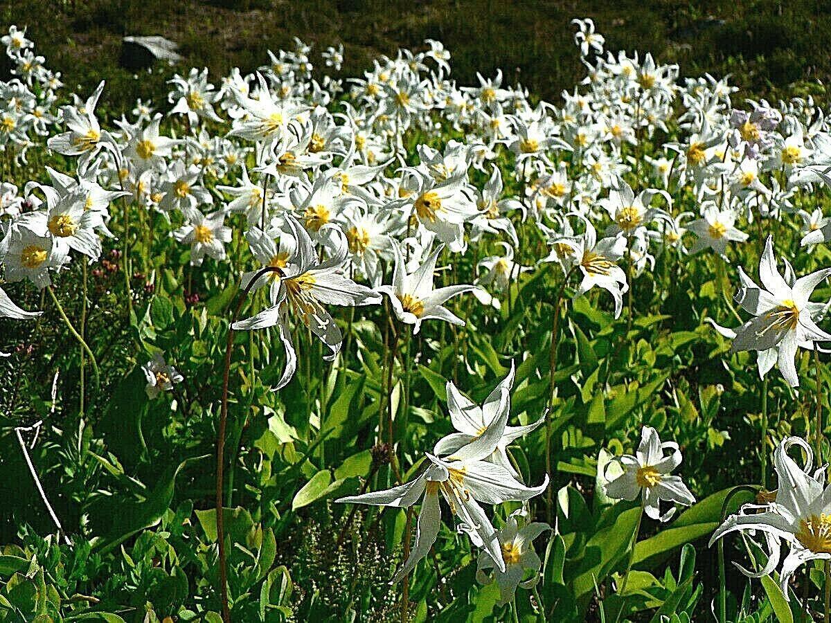 10 White Avalanche Lily Seeds - Seed World