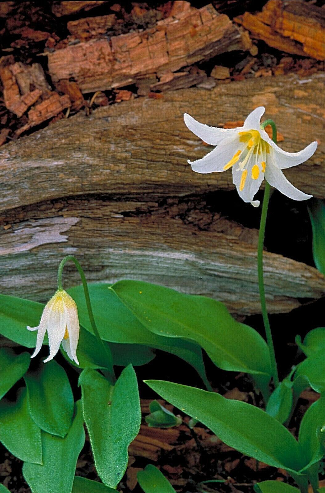 10 White Avalanche Lily Seeds - Seed World