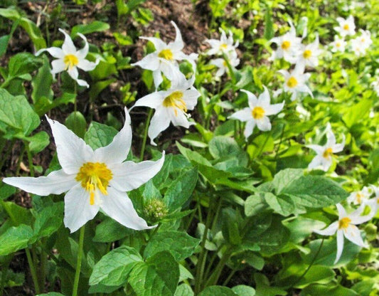 10 White Avalanche Lily Seeds - Seed World