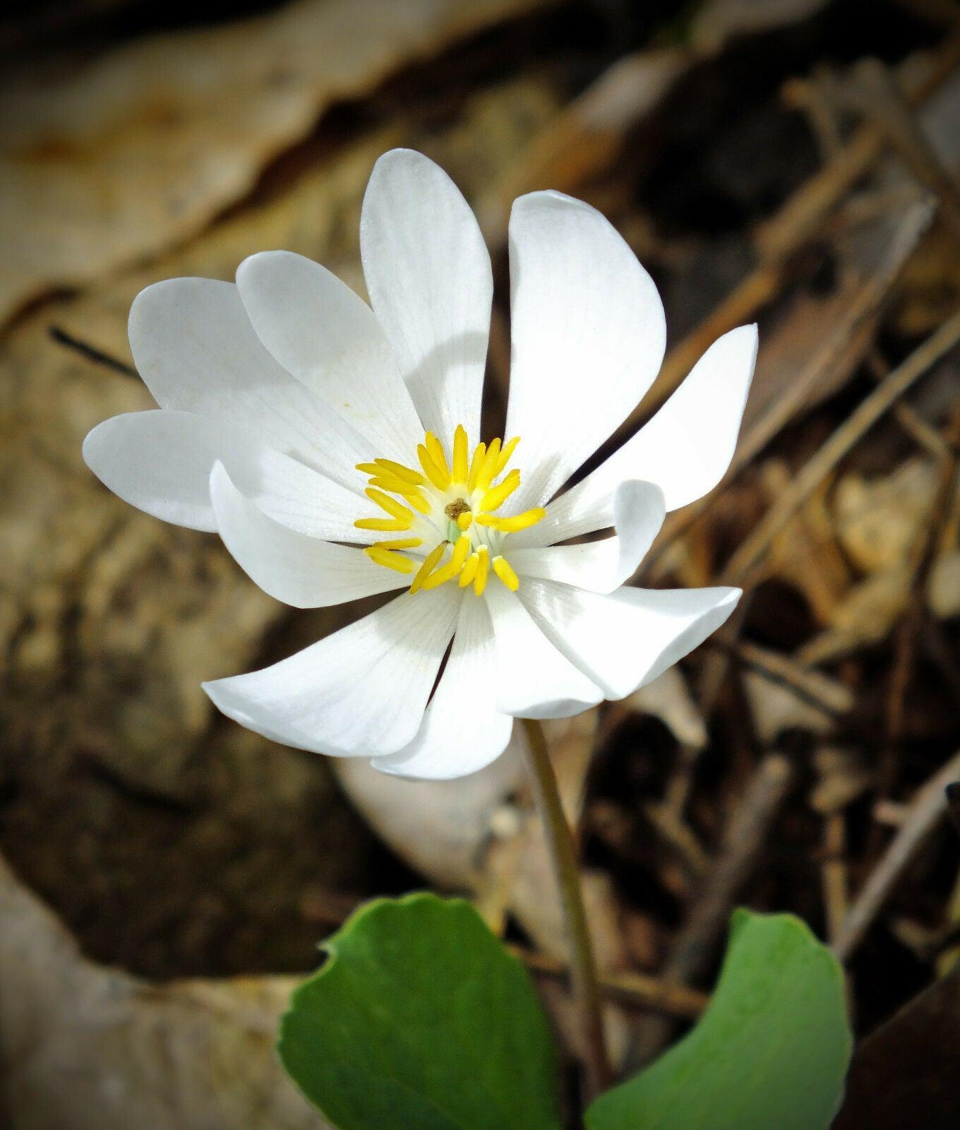 10 White Bloodroot | Sanguinaria Canadensis Seeds - Seed World