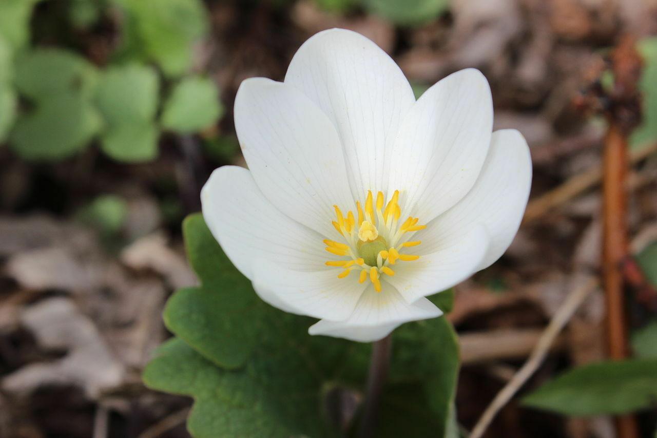 10 White Bloodroot | Sanguinaria Canadensis Seeds - Seed World