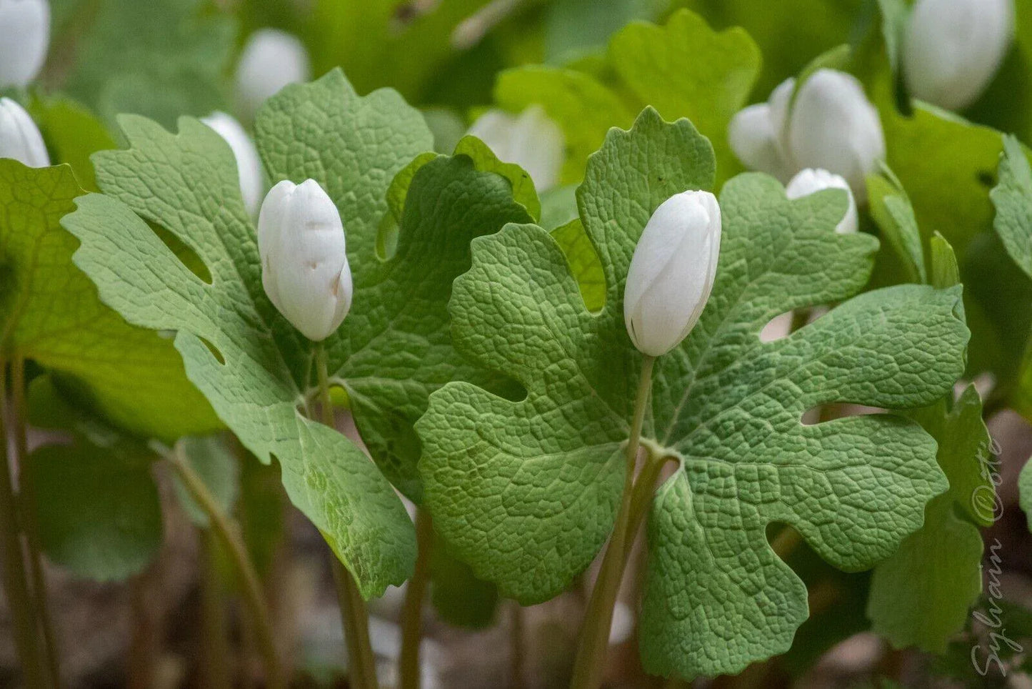 10 White Bloodroot | Sanguinaria Canadensis Seeds - Seed World