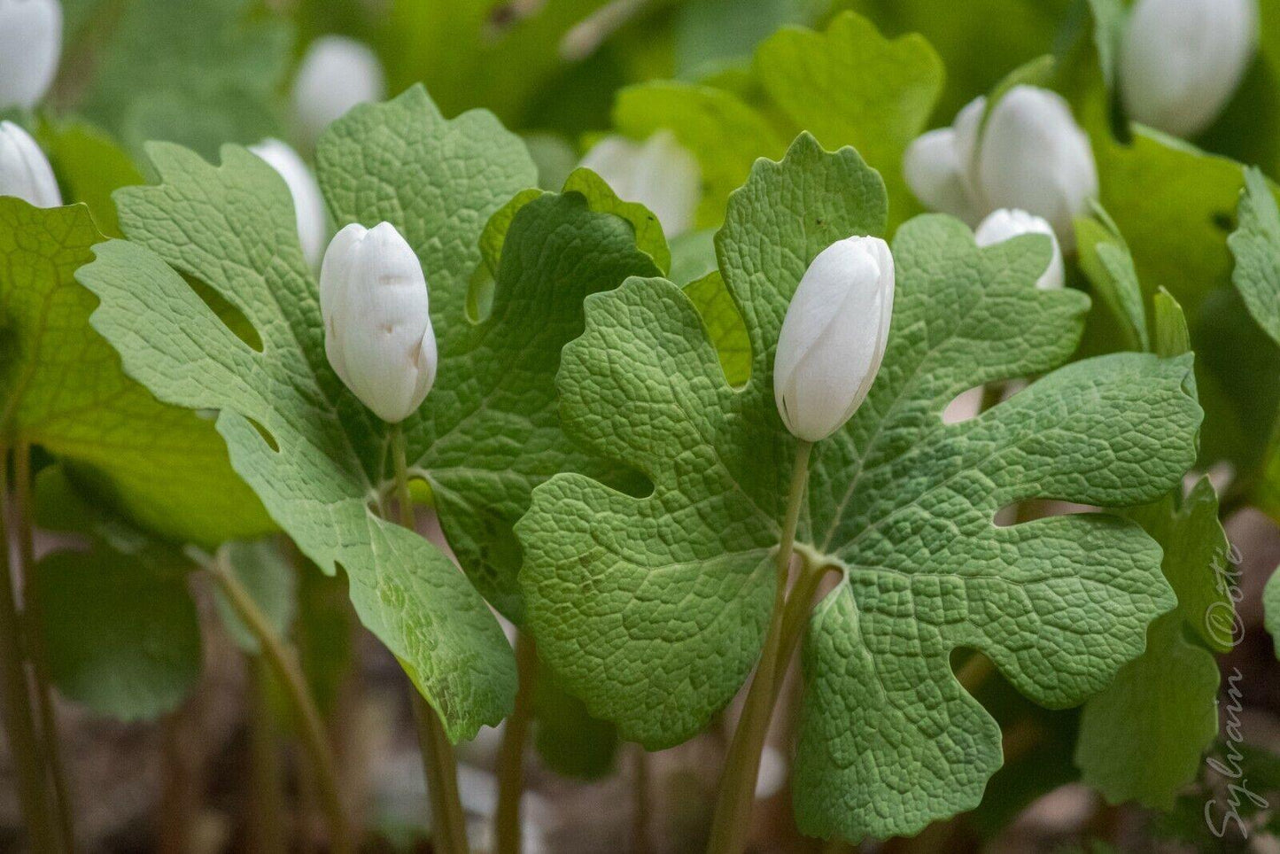 10 White Bloodroot | Sanguinaria Canadensis Seeds - Seed World