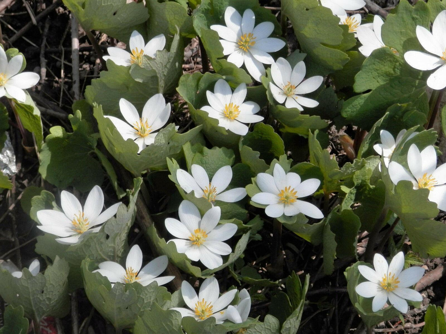 10 White Bloodroot | Sanguinaria Canadensis Seeds - Seed World