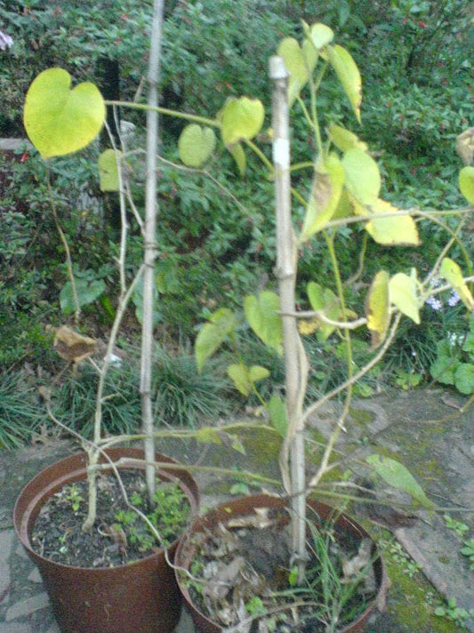 10 White Christmas Vine Seeds - Seed World