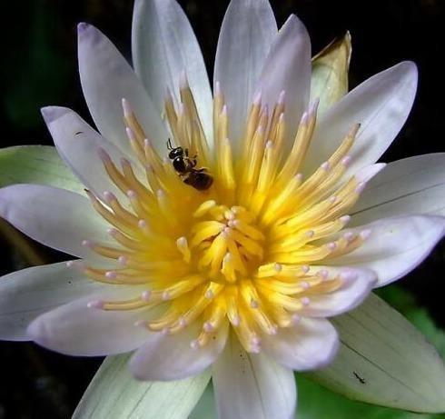 10 White Lotus Seeds - Seed World