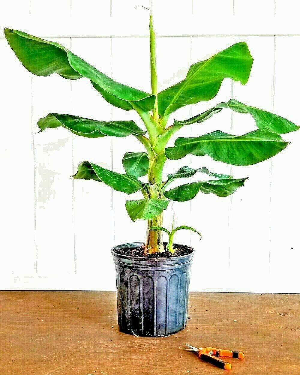 10 Wild Dwarf Cavendish Banana Tree Seeds (Musa Acuminata) - Seed World