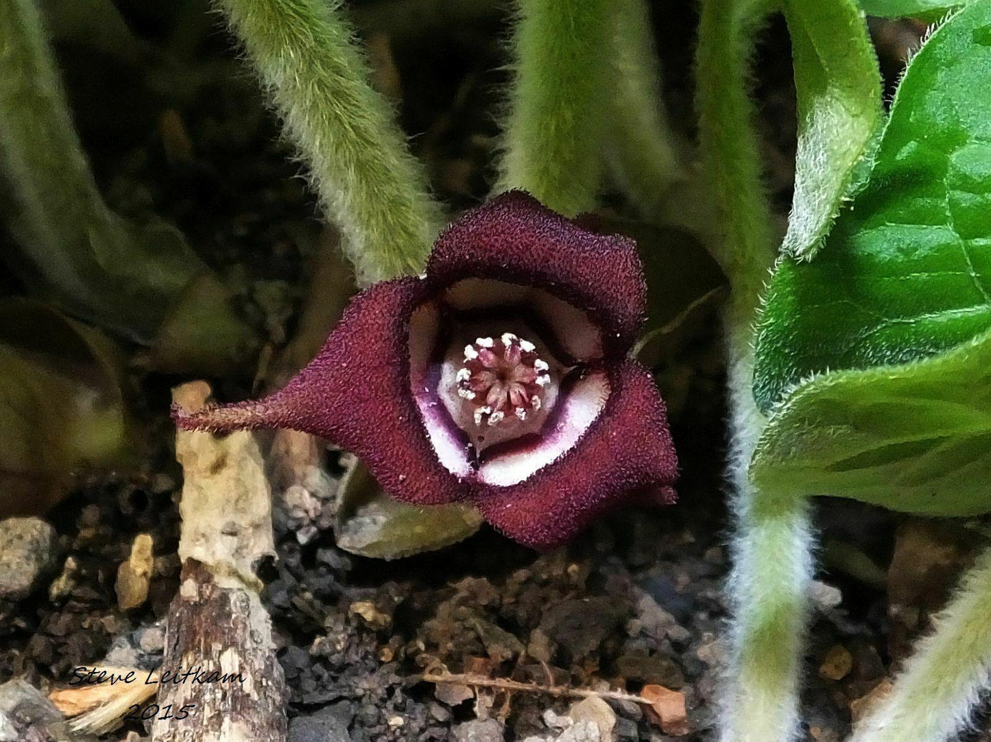10 Wild Ginger - Asarum Canadense Seeds - Seed World