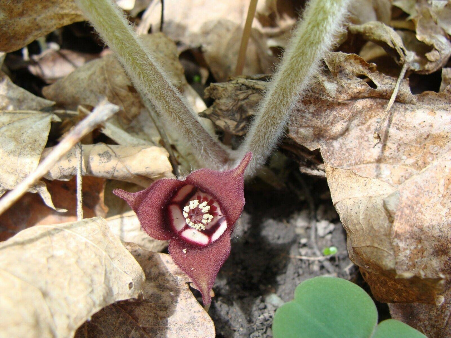 10 Wild Ginger - Asarum Canadense Seeds - Seed World