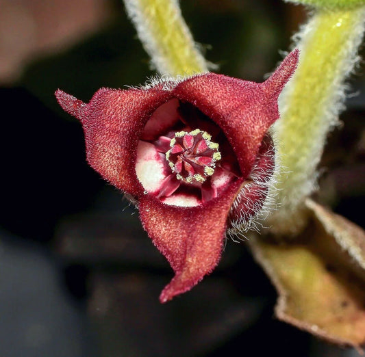 10 Wild Ginger - Asarum Canadense Seeds - Seed World