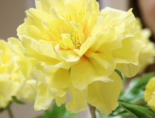 10 Yellow Geranium Seeds - Seed World