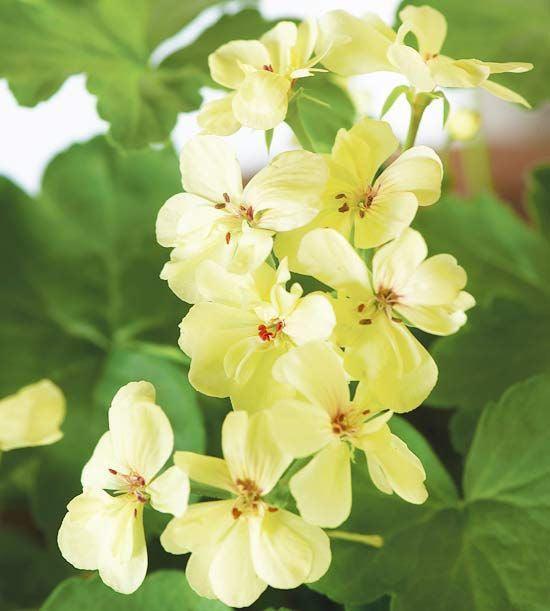 10 Yellow Geranium Seeds - Seed World