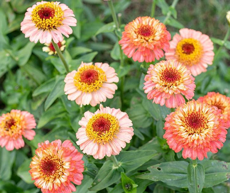 10 Zinnia 'Zinderella Peach' Seeds - Seed World