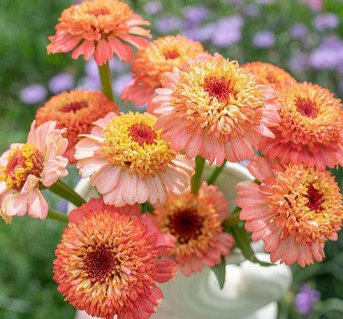 10 Zinnia 'Zinderella Peach' Seeds - Seed World