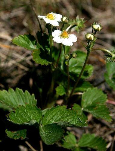 100 Alpine Strawberry Seeds - Seed World