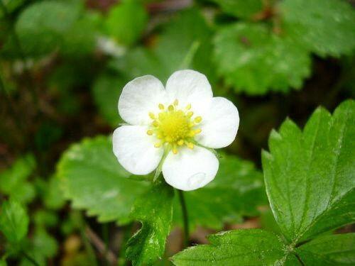 100 Alpine Strawberry Seeds - Seed World