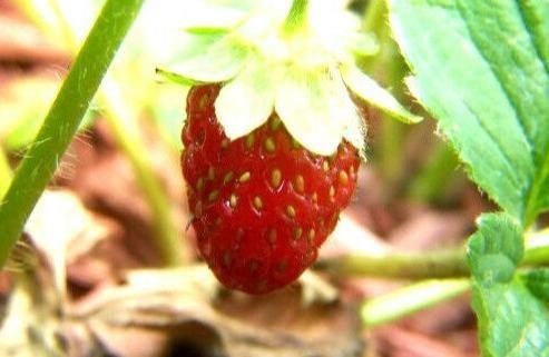 100 Alpine Strawberry Seeds - Seed World