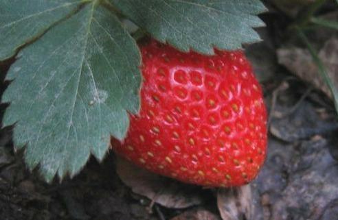 100 Alpine Strawberry Seeds - Seed World